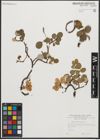 Foto von Salix reticulata L.
